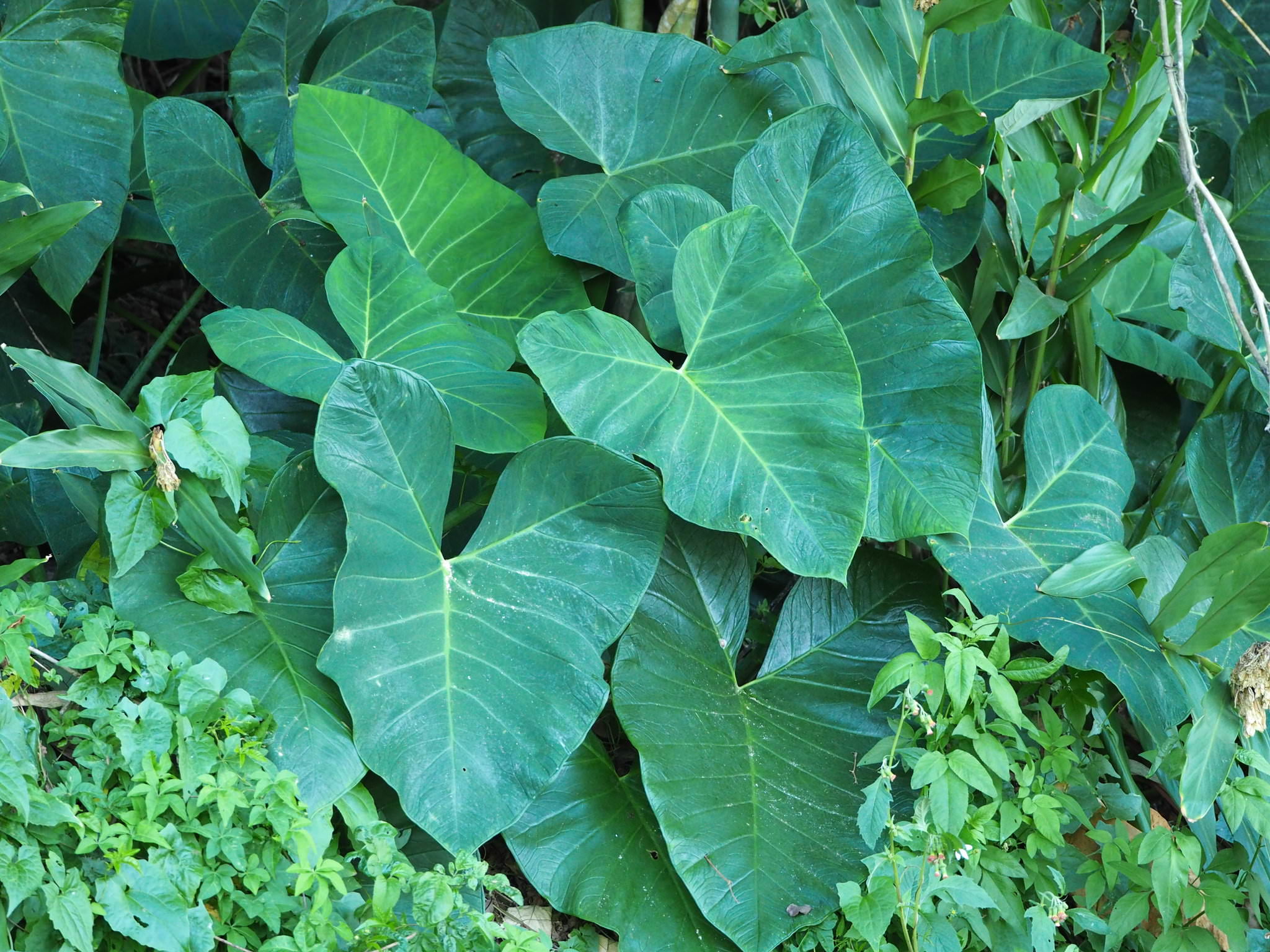 Xanthosoma sagittifolium